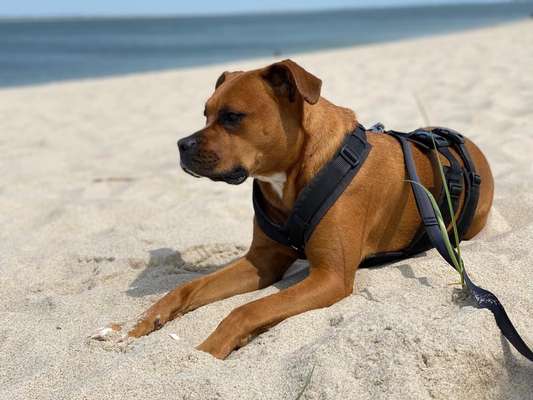 Hundetreffen-Social und Trainingswalk-Bild