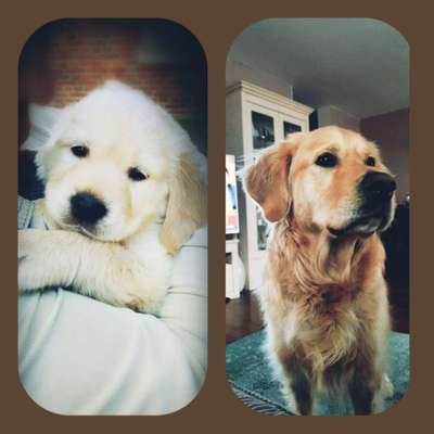 Als Welpen sind sie alle noch süßer-Beitrag-Bild