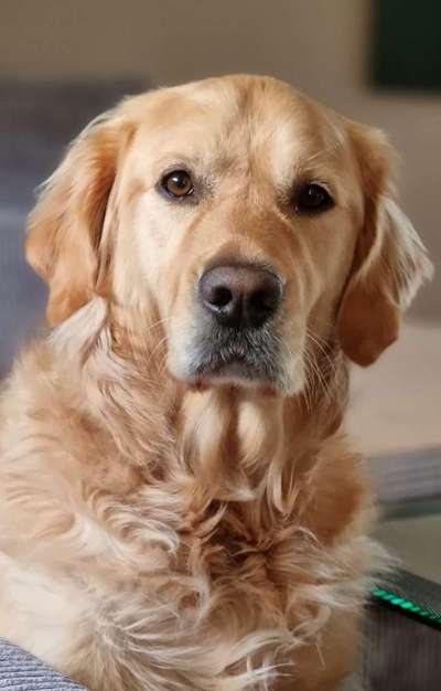 Wo sind die Golden Retriever Liebhaber?-Beitrag-Bild