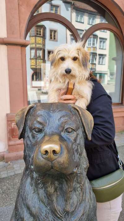 12. Farben Foto Challenge --- Braun-Beitrag-Bild