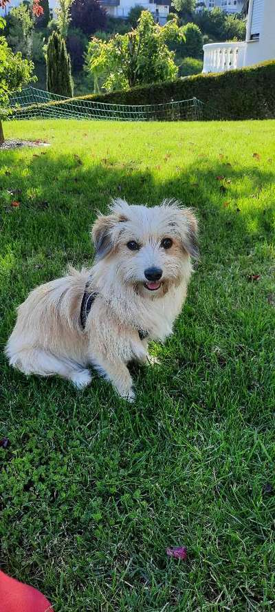 Auslandstierschutz-Beitrag-Bild