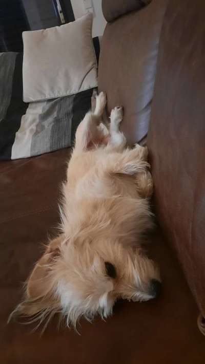 TierschutzhundeStammtisch🐕-Beitrag-Bild