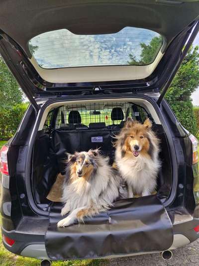 Collies gesucht-Beitrag-Bild