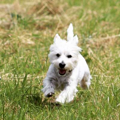 Dein Hund im Dogorama-Kalender 2021-Beitrag-Bild