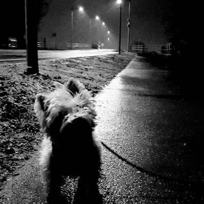 Dein Hund im Dogorama-Kalender 2021-Beitrag-Bild