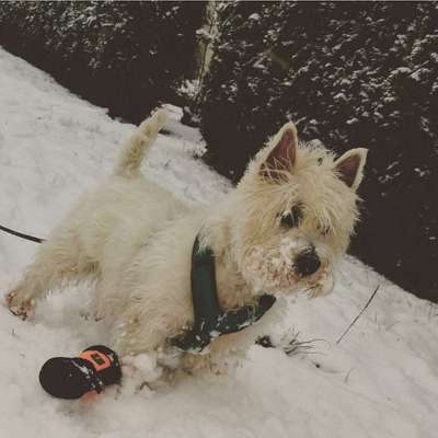 Dein Hund im Dogorama-Kalender 2021-Beitrag-Bild