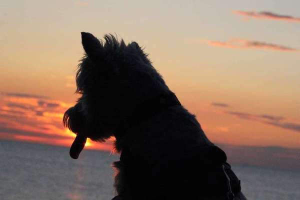 Dein Hund im Dogorama-Kalender 2021-Beitrag-Bild