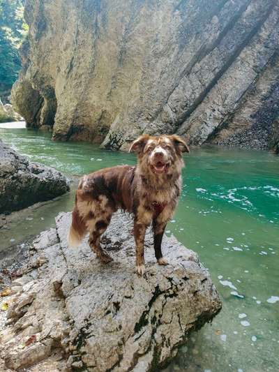 Hundetreffen-Gemeinsame Spaziergänge-Bild