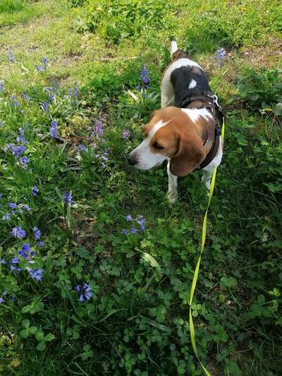 Die Dogorama Monats Challenge "Es grünt und blüht"-Beitrag-Bild
