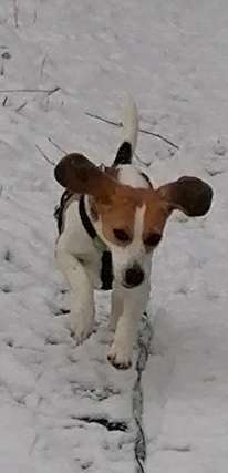 Die Dogorama Kalender Challenge Teil 2/4-Beitrag-Bild