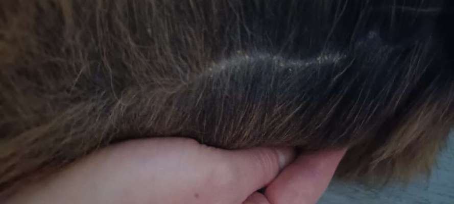 Schuppen oder Floheier?-Beitrag-Bild