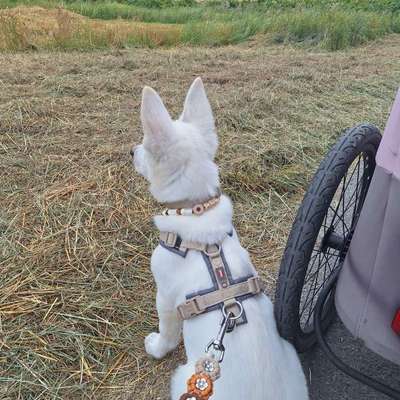 Hundetreffen-Welpensozialisation-Bild