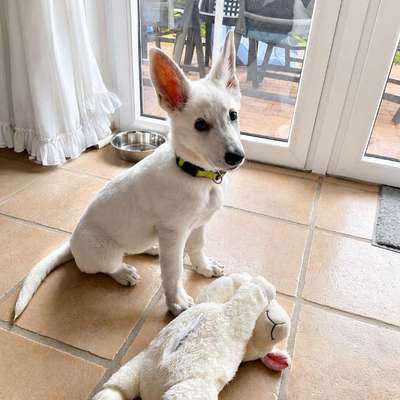 Weißer Schweizer Schäferhund-Beitrag-Bild