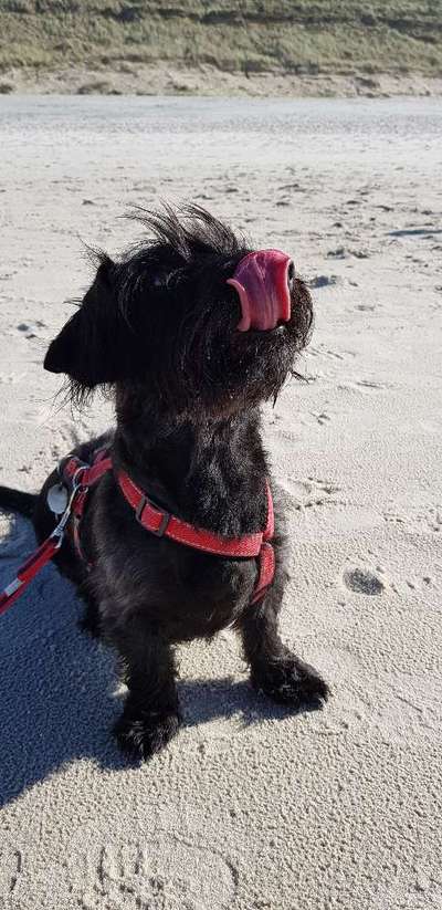 Zeigt eure verrücktesten Hundebilder-Beitrag-Bild