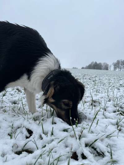 24. Collage-Challenge  *Hund im Schnee*-Beitrag-Bild