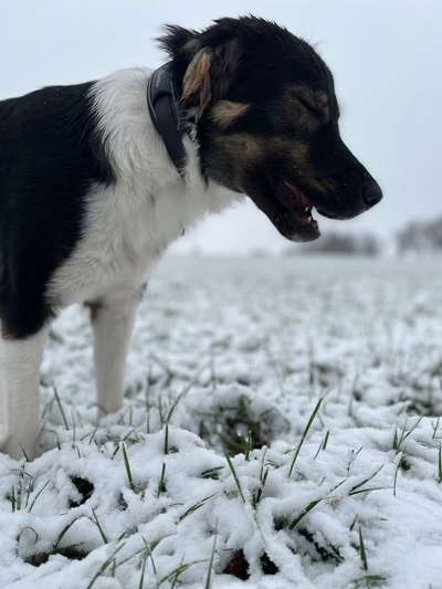 24. Collage-Challenge  *Hund im Schnee*-Beitrag-Bild