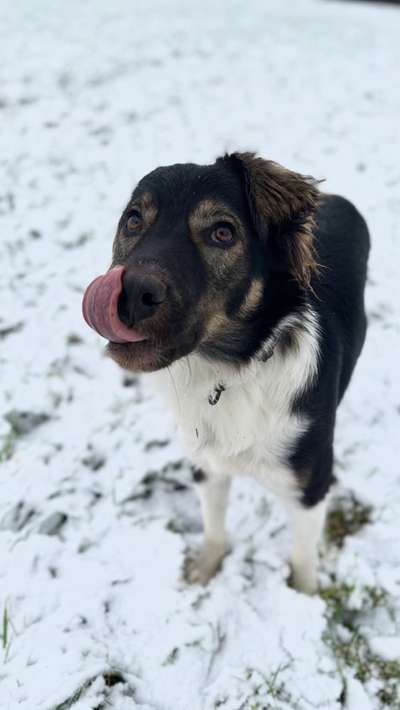 24. Collage-Challenge  *Hund im Schnee*-Beitrag-Bild