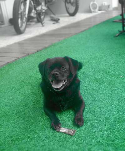 Unsere Fellnasen im Regenbogenland-Beitrag-Bild