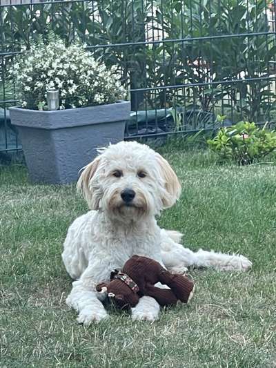 Mischlinge raten - Rätselspaß-Beitrag-Bild