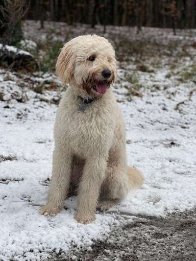 Labradoodle gesucht-Beitrag-Bild
