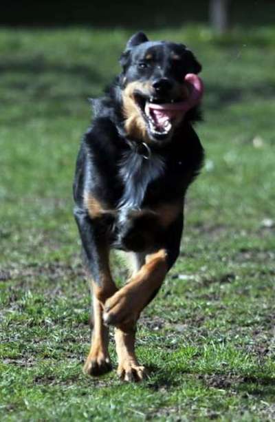 Fotochallenge 66 ~ Rennaction -Zeig deinen Hund im Lauf-Beitrag-Bild