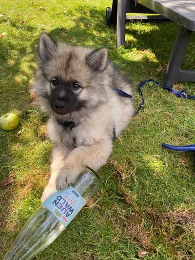 Hier dreht sich alles um den Wolfsspitz-Beitrag-Bild