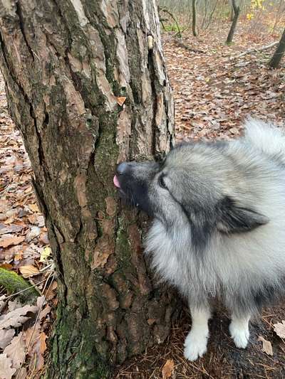 Spitz--Zwergspitz--kleinspitz---mittelspitz----Großspitz--Wolfsspitz-Beitrag-Bild