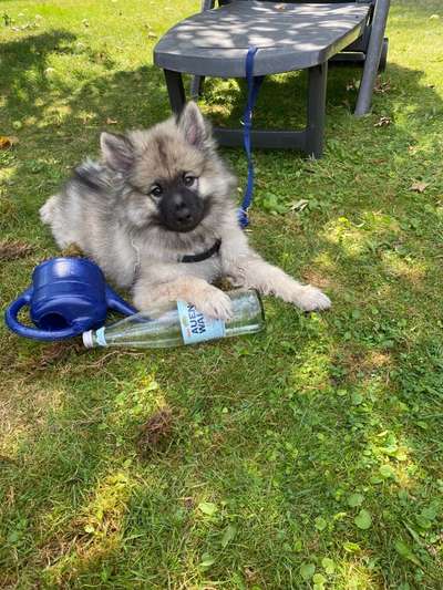 Hier dreht sich alles um den Wolfsspitz-Beitrag-Bild