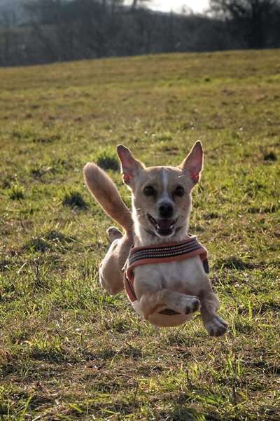 Dogorama Photo Challenge - Der Frühling kommt-Beitrag-Bild