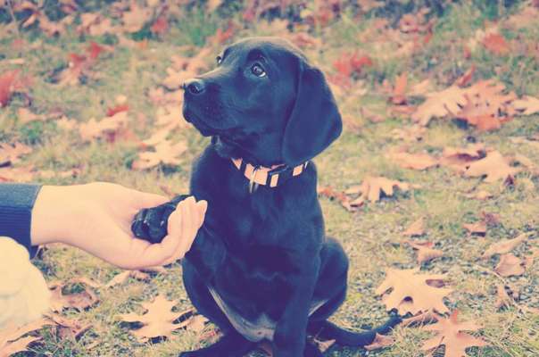 Welpen Bilder !-Beitrag-Bild