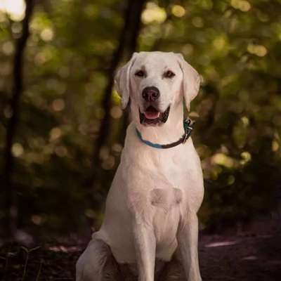 Hundetreffen-Treffen zum Spielen-Bild