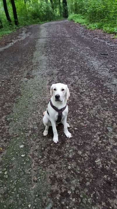 Wo sind meine Labrador Freunde-Beitrag-Bild