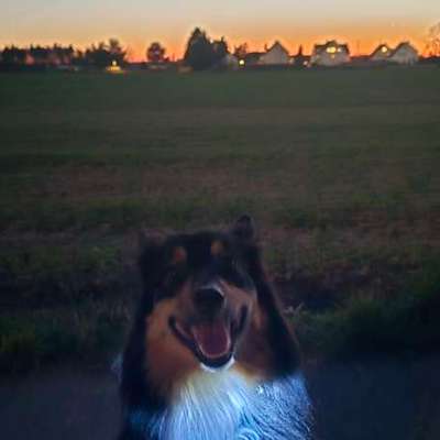 Hundetreffen-Gemeinsame Gassi Runde für meinen reaktiven Hund-Bild