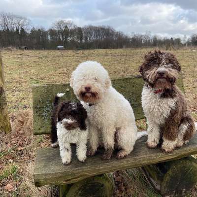 Hundetreffen-Spaziergänge / Wanderungen SH-Bild