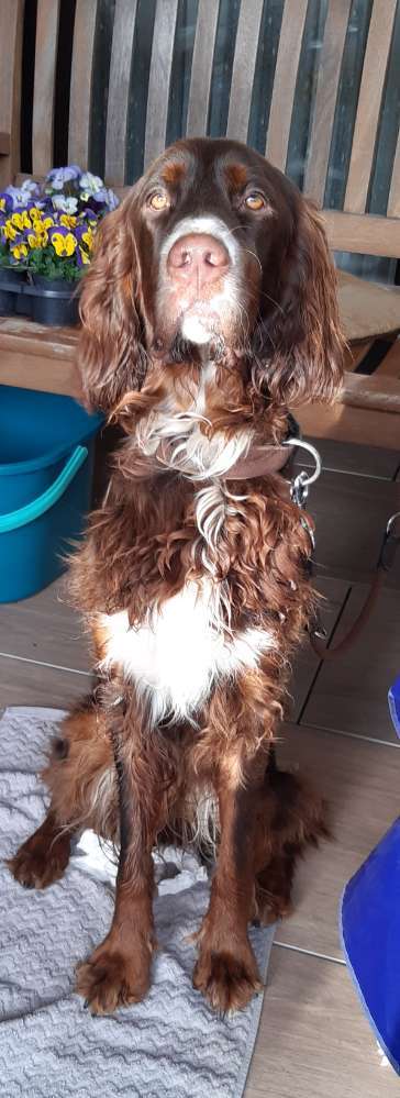 Gordon Setter-Beitrag-Bild