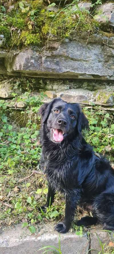 Hundetreffen-Spiel treffen in Marbach und umgebung-Bild