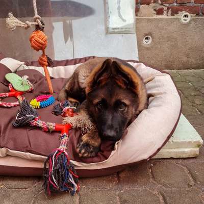 Hundetreffen-Welpentreffen in Straelen-Bild