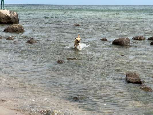 Hundeschwimmen-Beitrag-Bild