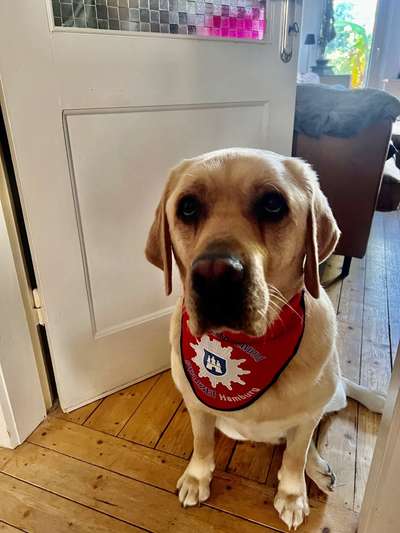 Assistenzhund-Beitrag-Bild