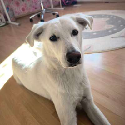 DNA Tests Empfehlungen-Beitrag-Bild