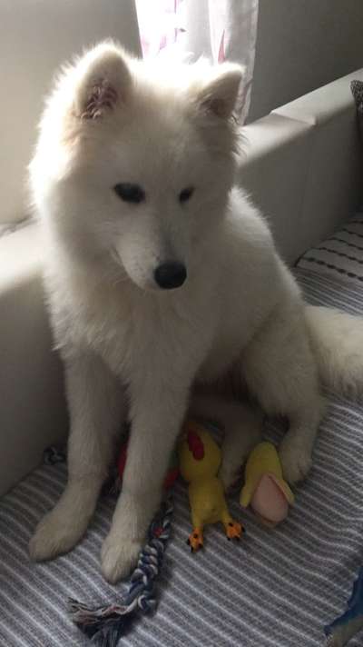 Welchen Hund hast du?-Beitrag-Bild