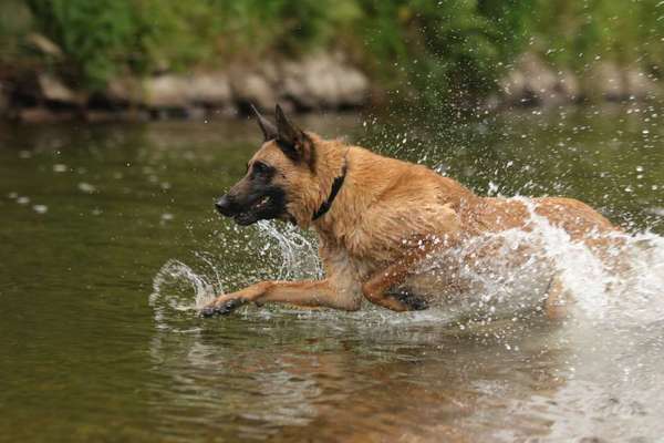 Rasseporträt Labrador-Beitrag-Bild