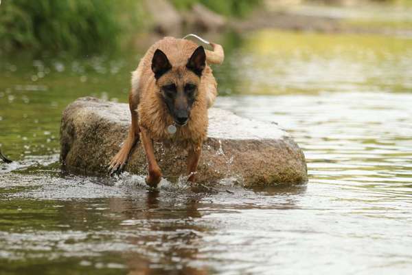 Wann darf Euer Hund nicht mehr schwimmen?-Beitrag-Bild