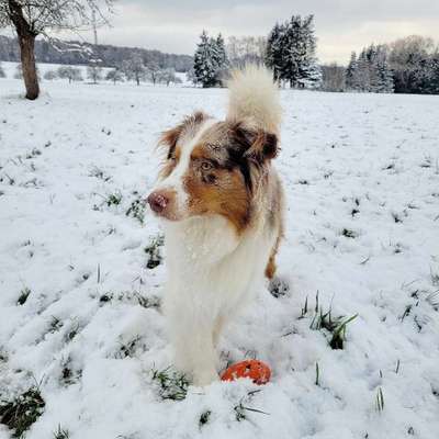 Hundetreffen-Sozialisierungs- Übungsspaziergang-Bild