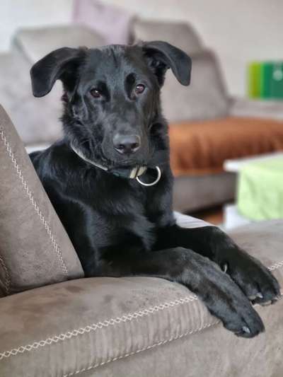 Die Dogorama Kalender Challenge Titelbild-Beitrag-Bild