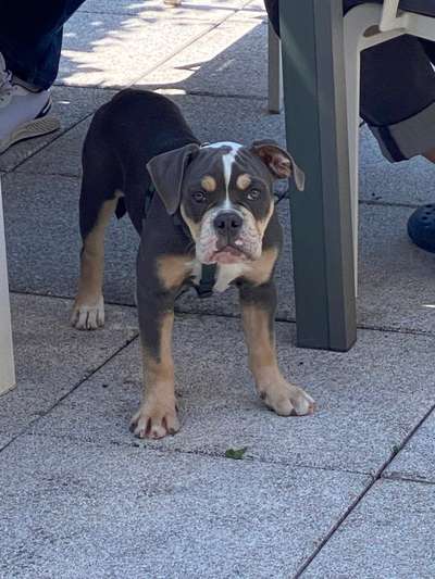 Olde English Bulldogge-Beitrag-Bild