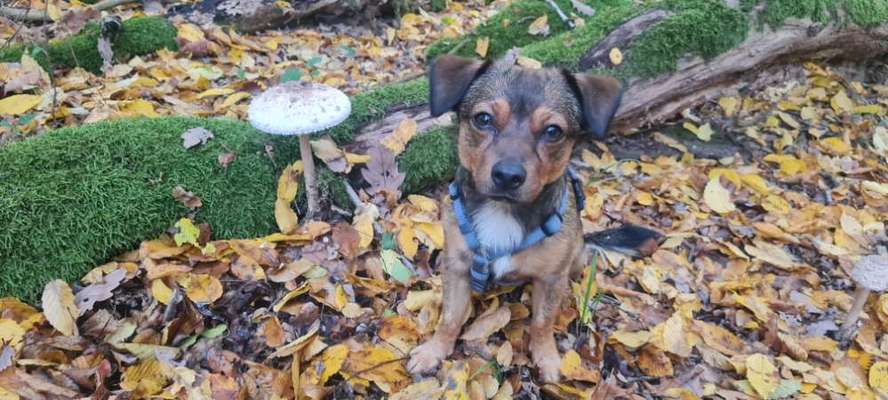 Herbst Bilder-Beitrag-Bild