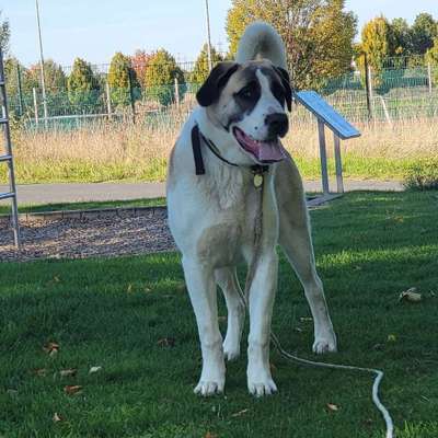 Hundetreffen-Spielrunde für verspielte Hunde am besten mittel bis große-Bild