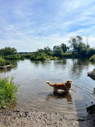 Hundetreffen-Spielgruppe Baunatal-Bild