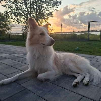 Beruhigung für den Hund-Beitrag-Bild